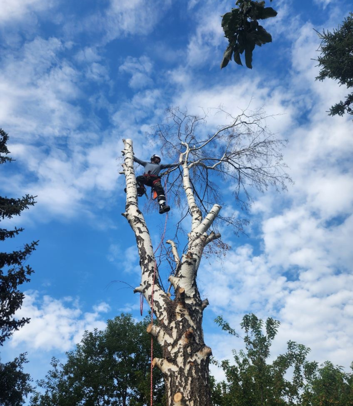 Arborist climbing tall white-bark birch against cloudy sky
