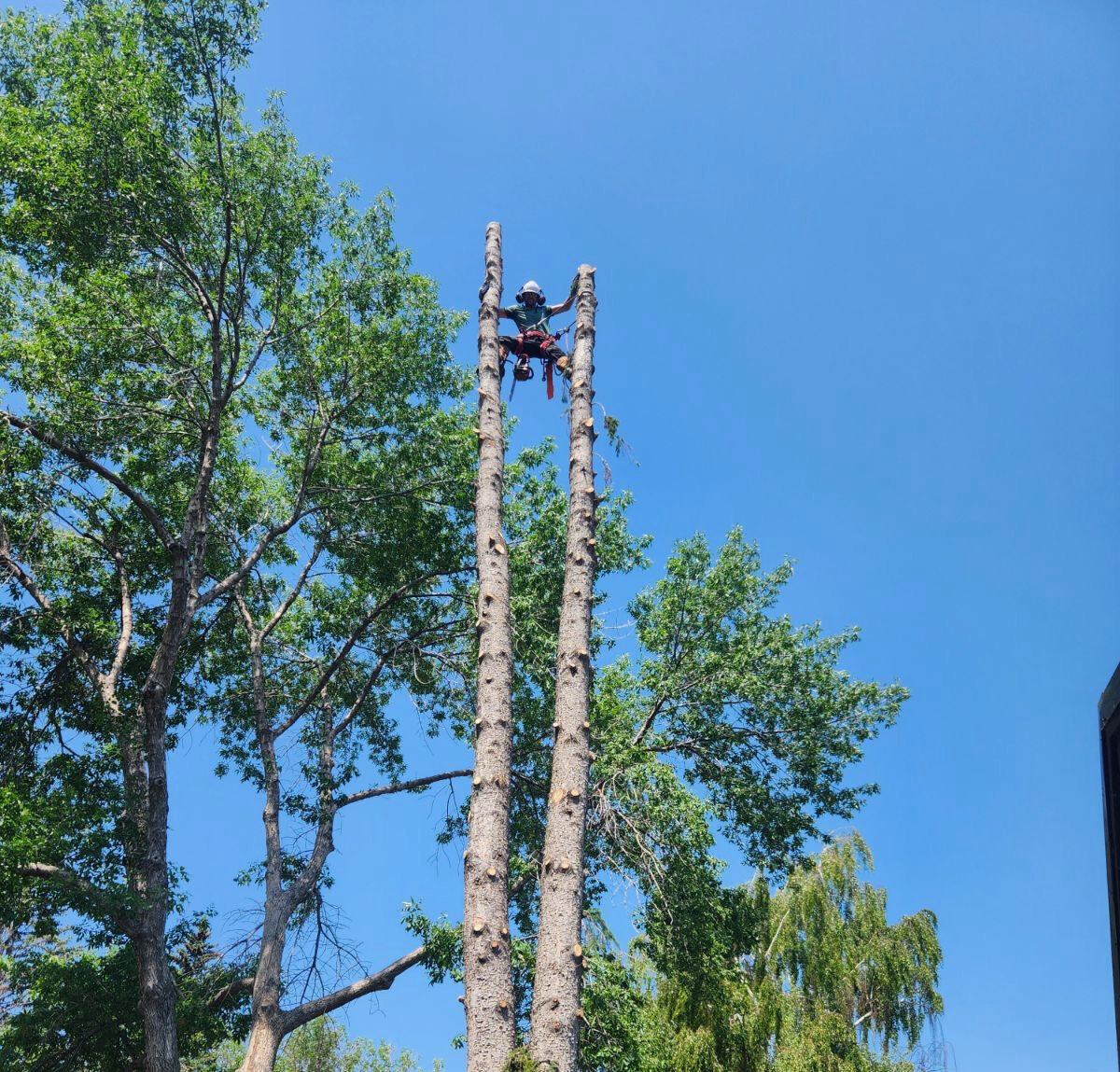 Arborist between two fully stripped trunks against blue sky