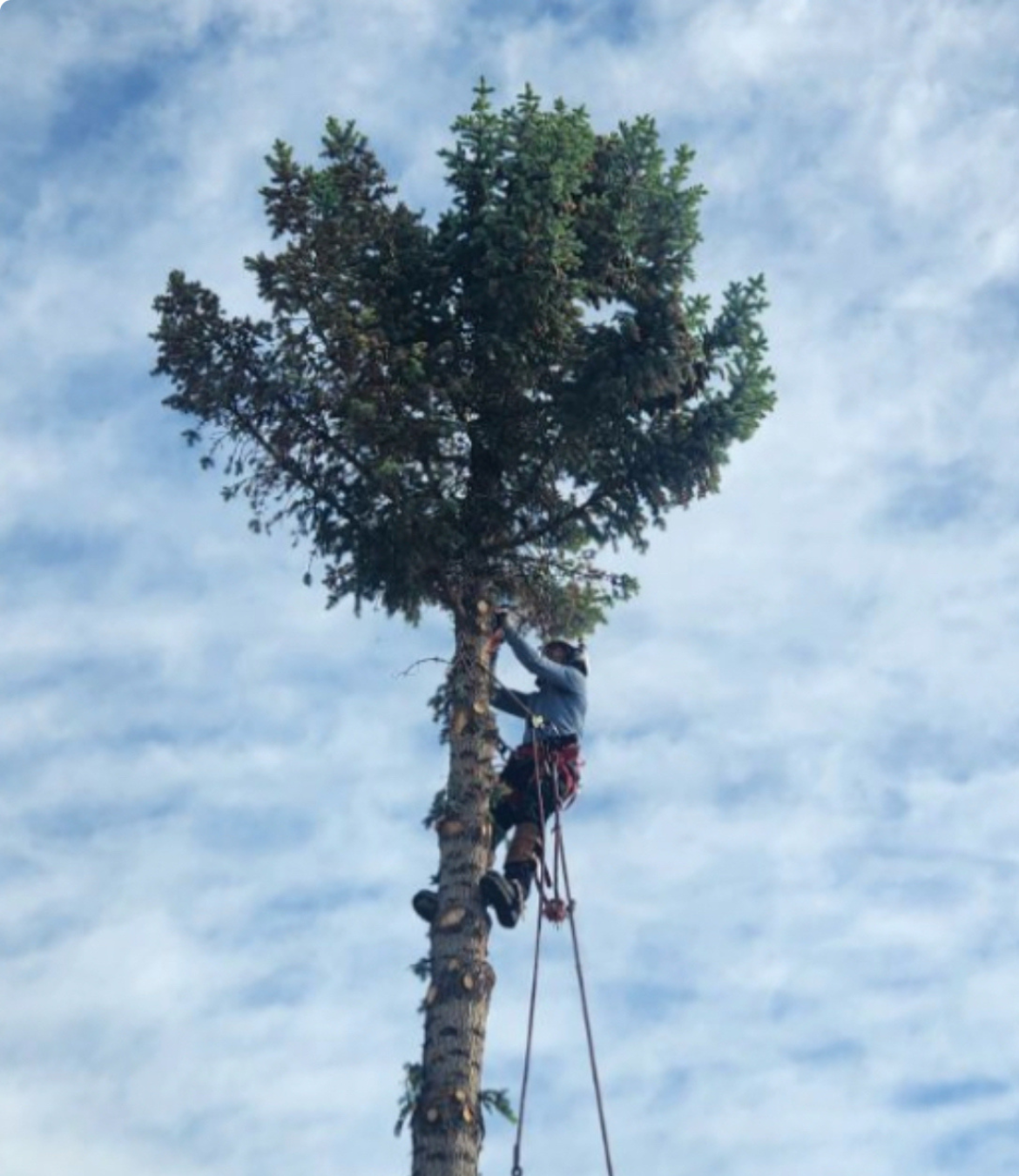 Arborist climbing a tall spruce with intact green crown