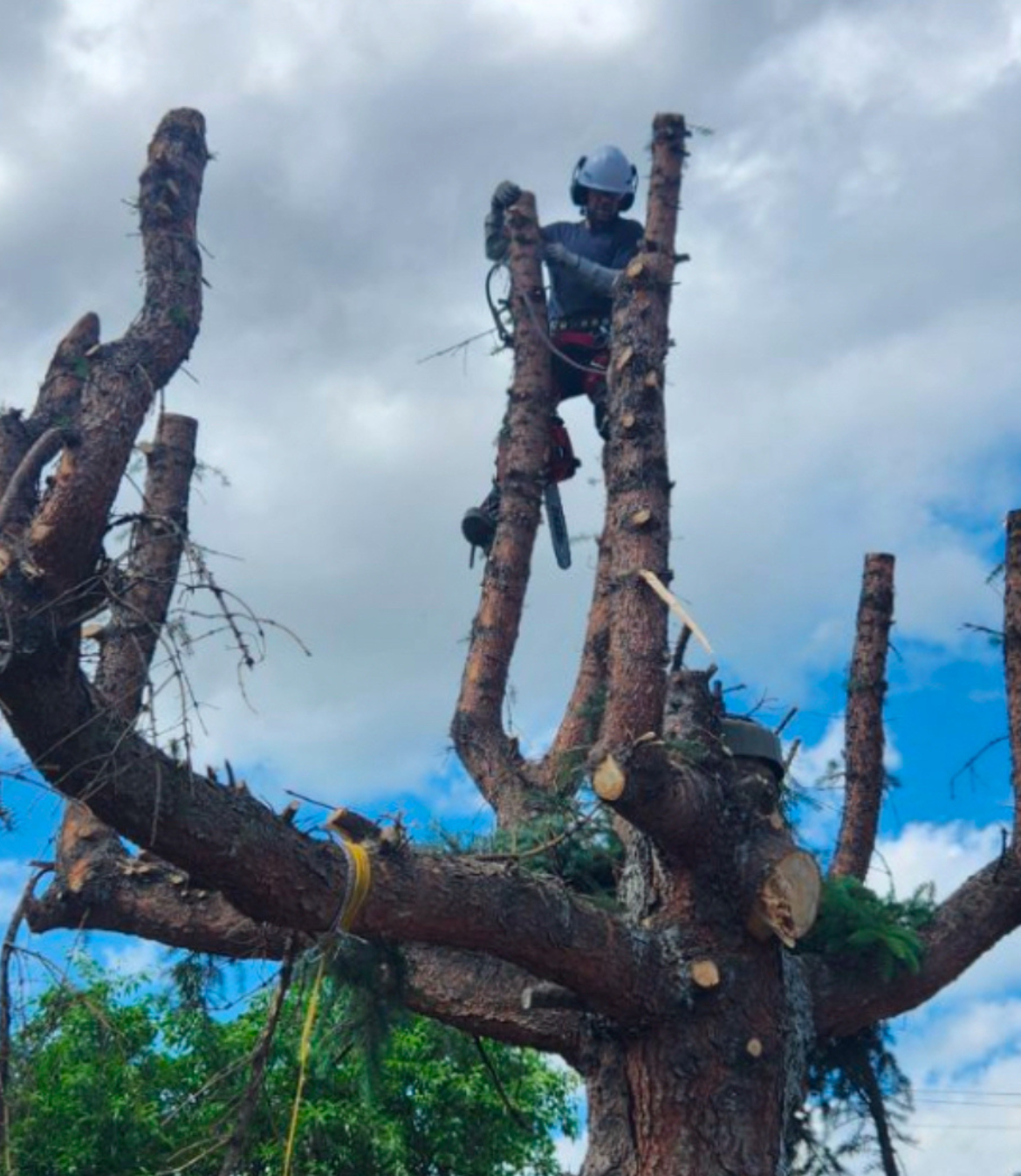 Arborist with chainsaw working a heavily pruned tree